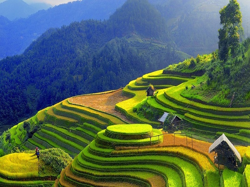 Sapa