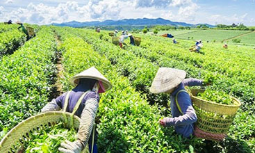 Da-Lat-Tea-Plantation-Tour-Full-Day