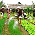 Tra Que Herb village