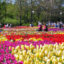 Van-Thanh-Flower-village