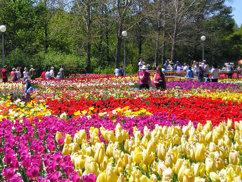 Van-Thanh-Flower-village
