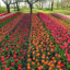Van-Thanh-Flower-village
