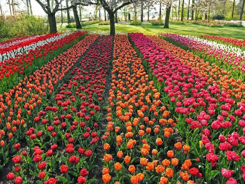 Van-Thanh-Flower-village