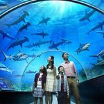 Tri Nguyen Aquarium