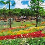 Van Thanh flower village